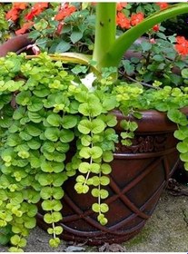 Resim Altın Kolye Çiçeği 1 Adet Sarı Çiçekli 20-40Cm (Lysimachia Nummulari) 