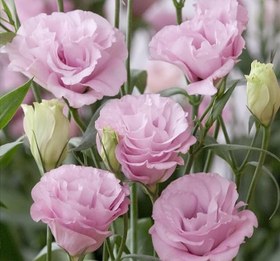 Resim Lisianthus (Lale Gül) Advantage Serisi - PEMBE (5 Tohum) 