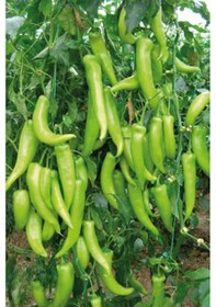 Resim Çarliston Biber Tohumu 10 Gr 