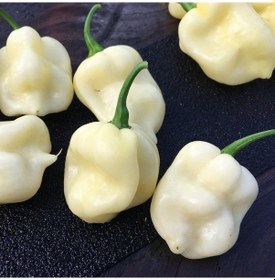 Resim Nadir Ata Tohumu 7 Pot White Acı Biber Tohumu 10 Tohum 