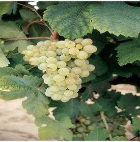 Resim Tüplü Şaraplık Clariette Blanch Üzüm Fidanı 