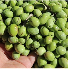 Resim Tüplü Aşılı Özel Çeşit Çekişte Zeytin Fidanı 