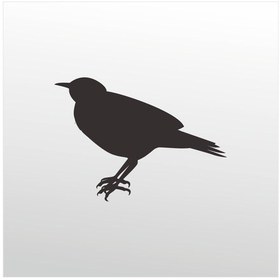 Resim Folyo Sticker Bülbül 50cm Uzunluk Siyah 