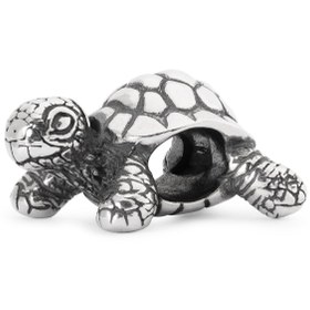 Resim Afrika Kaplumbağası 