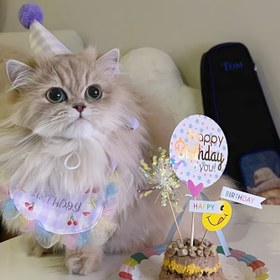 Resim Doğum Günleri ve Tatilleri Kutlamak İçin Evcil Hayvan Aksesuarları, Kedi ve Köpekler İçin Eşarp ve Önlükler Dahil, köpek kıyafeti 