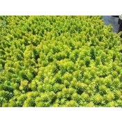 Resim Sarı Sedum 90 Adet - Yer Örtücü Çok Yıllık Bitki 