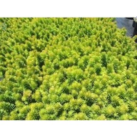 Resim Sarı Sedum 90 Adet - Yer Örtücü Çok Yıllık Bitki 