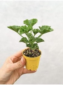 Resim Ceylangözü Sardunya Fidesi Karışık Renk 5.5 Cm Saksıda 