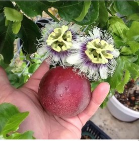 Resim Passiflora Edulis Maruçya Tohumu 100 Adet 