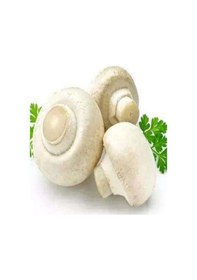 Resim 1 Gr Kültür Mantarı Tohumu Miseli 