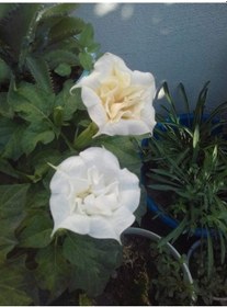 Resim Beyaz Datura 