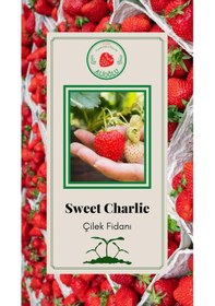 Resim 25 Adet Sweet Charlie Çilek Fidesi Açık Kök ve Taze Söküm (Frigo) 