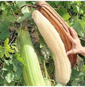 Resim Kabak Lifi Ham Parça, 15-18 Cm, 2 Adet Derya Eren 