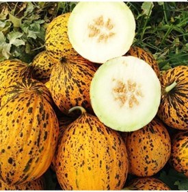Resim Ata Tohum Geleneksel Kırkağaç 637 Kavun Tohumu 20 Tohum 