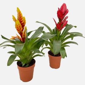 Resim Vriesea Çiçeği 