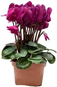 Resim Hediyelik Fuşya Renk Sıklamen Çiçeği Sevgililer Gününe Özel Sukulent Hediyeli, BTS001NA2854 