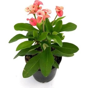 Resim Sevgililer Gününe Özel Pembe Milii Dikenler Tacı Çiçeği Kurdele Çiçeği 