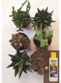 Resim Sukulent 6'lı Set Sukulent Besini 225 Ml 