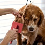 Resim Köpek Bakım Fırçası - Rahat Tutuş Tasarımı, Pudlar, Alman Çobanları, Labradorlar ve Orta ve Büyük Irklar için Köpek Bakım Malzemeleri, Köpek Bakım Aracı | Ergonomik Tasarım | Paslanmaz Çelik Kıllar, Köpek Bakım Aksesuarları 