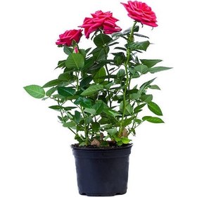 Resim Yediveren Saksılı Pembe Gül 20-30 Cm 3 Adet 