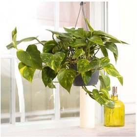 Resim Askılı Saksıda Pathos Sarmaşığı 