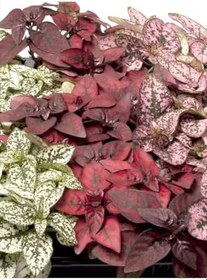 Resim Beyaz/Kırmzı/Pembe Renk Hostes Çiçeği 3 Adet Saksılı 10-15Cm 