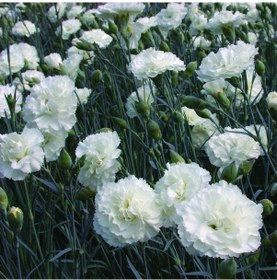 Resim Çin Karanfili Dianthus Sinensis - Beyaz 10 Adet 