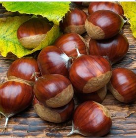 Resim Tüplü İnce Kabuk Bursa Osmanoğlu Kestane Fidanı 