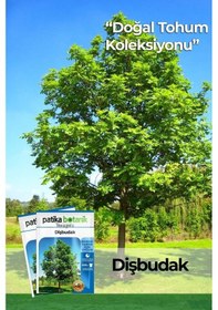 Resim 10 Adet Dişbudak Tohumu 
