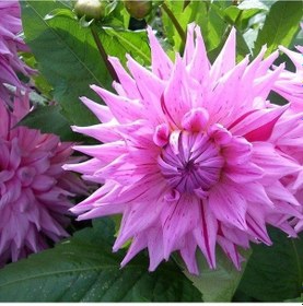 Resim Big Alauna Atalante Dahlia Yıldız Çiçeği Soğanı Yumrusu 1 Adet 