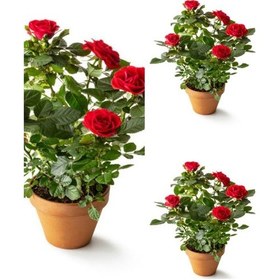 Resim Bitkim Sende Yediveren Yoğun Kokulu Kırmızı Renkli 30 50 Cm 3 Adet Saksılı Aşılı Gül Red Rose 