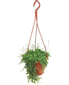 Resim Tesbih Çiçeği Bezelye Kolyesi Boncuk Çiçeği 