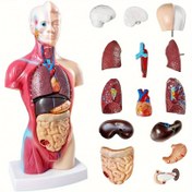 Resim 26.67cm Dayanıklı PVC Anatomi Organ Modeli - Tıp Öğrencileri için Ayrılabilir İnsan Anatomisi Gösterimi, Eğitici Çalışma ve Sınıf Kullanımı, Eğitici Ekran | İnteraktif Öğrenme Modeli | Dayanıklı Plastik Yapı 