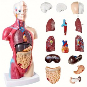 Resim 26.67cm Dayanıklı PVC Anatomi Organ Modeli - Tıp Öğrencileri için Ayrılabilir İnsan Anatomisi Gösterimi, Eğitici Çalışma ve Sınıf Kullanımı, Eğitici Ekran | İnteraktif Öğrenme Modeli | Dayanıklı Plastik Yapı 