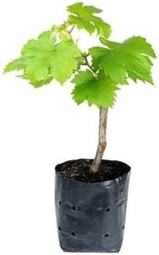 Resim Tayfi Üzüm Fidanı 2 Yaş 40 Cm 60 Cm Bol Verimli 