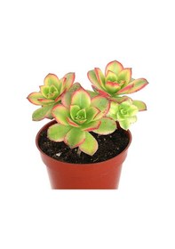 Resim Aeonium Kiwi - 5 Adet Sukulent - Teraryum Bitkisi 