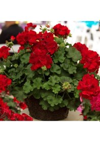 Resim Grandeur Sarkıcı İvy Deep Red Sakız Sardunya Fidesi 1 Adet 