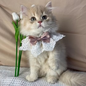 Resim Kediler ve Küçük Köpekler İçin Sevimli Pembe Kurdele ve Dantel Şal - Sanal İncilerle Zarif Prenses Tarzı Boyun Aksesuarı, Bahar, Yaz, Sonbahar ve Kış İçin Mükemmel, Sadece Elde Yıkama, Mini ve Oyuncak Irkları İçin İdeal, Evcil Aksesuarları | Zarif Evcil Giyim | Dayanıklı Polyester Şal 