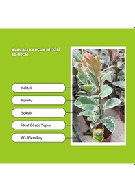 Resim Alacalı Kauçuk Bitkisi 60-80cm 
