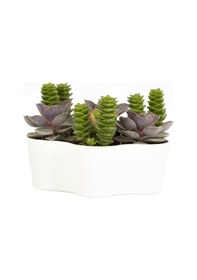 Resim Plastik Kaktüs Saksı 5,5 Cm 