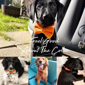 Resim Dog Collar Named Orange Velvet Collar 865315 - 5pcs set / L 