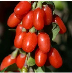 Resim Bahçevilya 2 Adet Tüplü Gojiberry Fidanı 1-2 Yaş Arası 