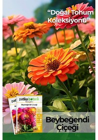 Resim 30 Adet Beybeğendi Zinnia Çiçek Tohumu 