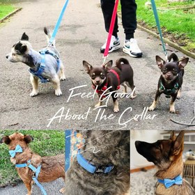 Resim Dog Collar Named Sky Blue Velvet Collar 595658 - 5pcs set / S 