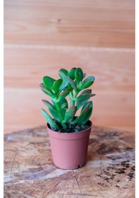 Resim 1 Adet Para Çiçeği Crassula Ovata Yeşil-kırmızı Renkli Kökleri Olgunlaşmış Canlı 