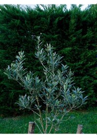 Resim Bitkim Sende Özel Gemlik Zeytin Fidesi 70 100 Cm 1 Adet Saksılı/tüplü Dış Mekan Ağacı 