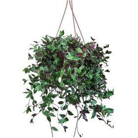 Resim Yeşil Telgraf Çiçeği 