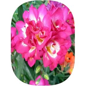 Resim 2 Adet Pembe Frezya Soğanı Katmerli 