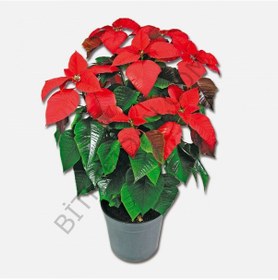 Resim Saksılı Atatürk Ponsetya Çiçeği 