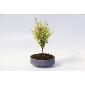 Resim Bonsai Punica Süs Narı 3 Adet - Grey Serisi 3179 